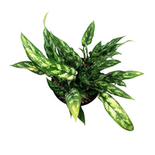 Load image into Gallery viewer, Aglaonema, 8in, Maria &#39;Emerald Beauty&#39;
