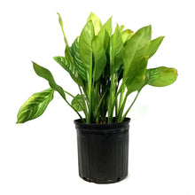 Load image into Gallery viewer, Aglaonema, 10in, Stripes - Floral Acres Greenhouse &amp; Garden Centre
