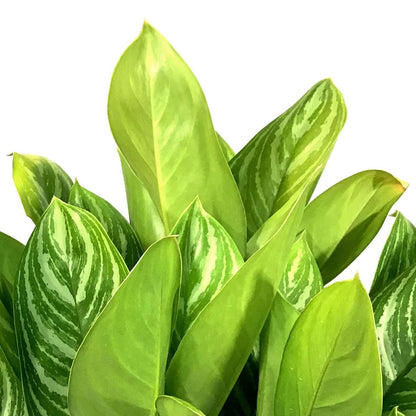 Aglaonema, 10in, Stripes - Floral Acres Greenhouse & Garden Centre