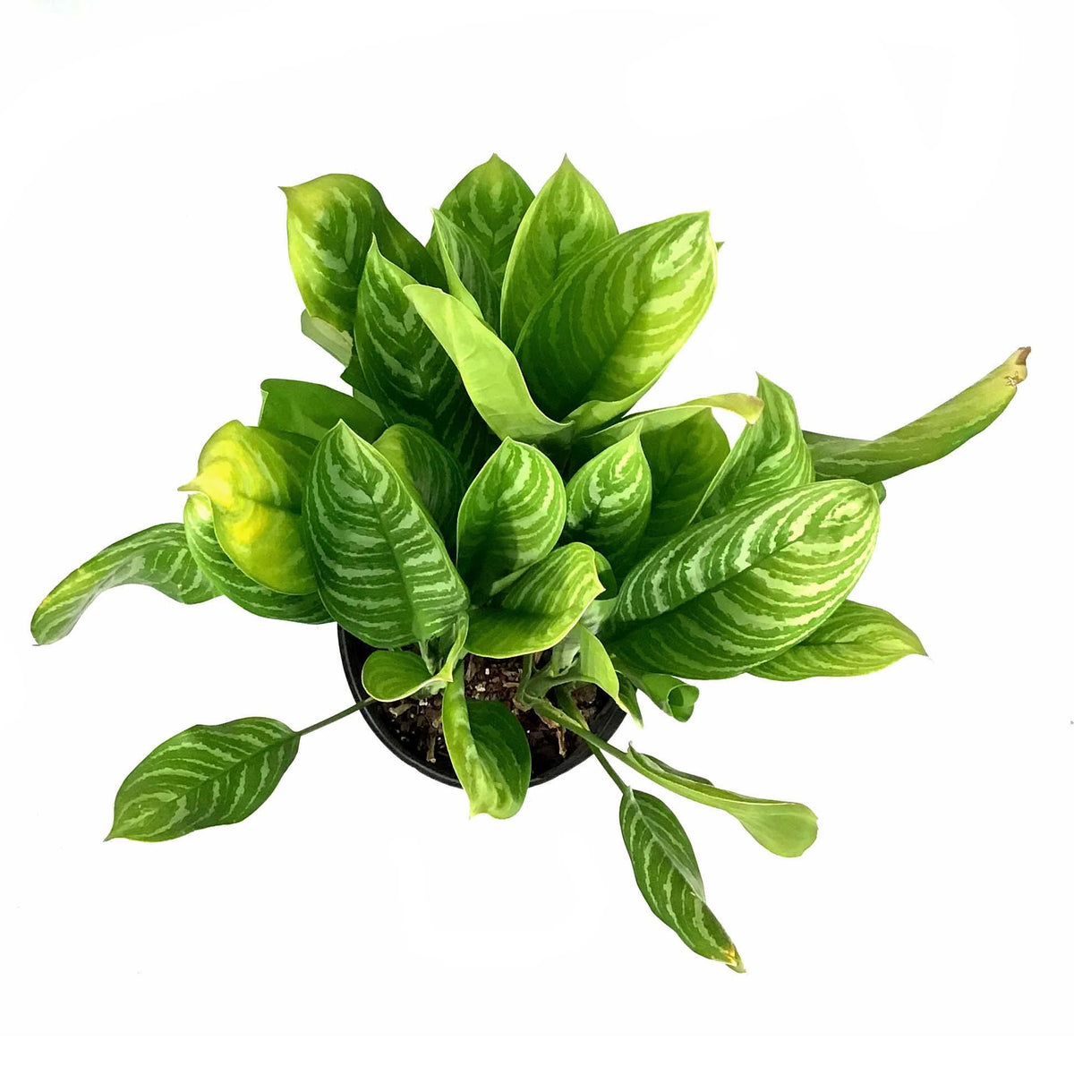 Aglaonema, 10in, Stripes - Floral Acres Greenhouse & Garden Centre