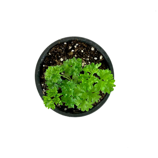 Herb, 4in, Parsley, Forest Green Curled