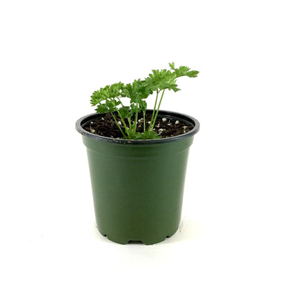 Herb, 4in, Parsley, Forest Green Curled
