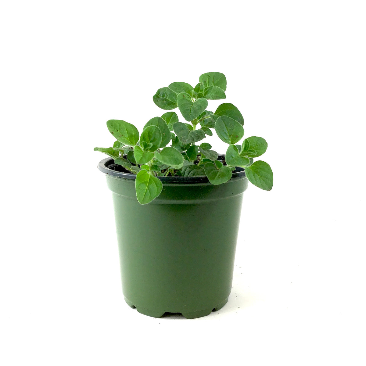 Herb, 4in, Oregano, Greek - Floral Acres Greenhouse & Garden Centre