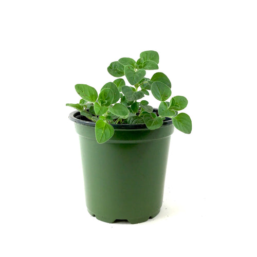 Herb, 4in, Oregano, Greek - Floral Acres Greenhouse & Garden Centre