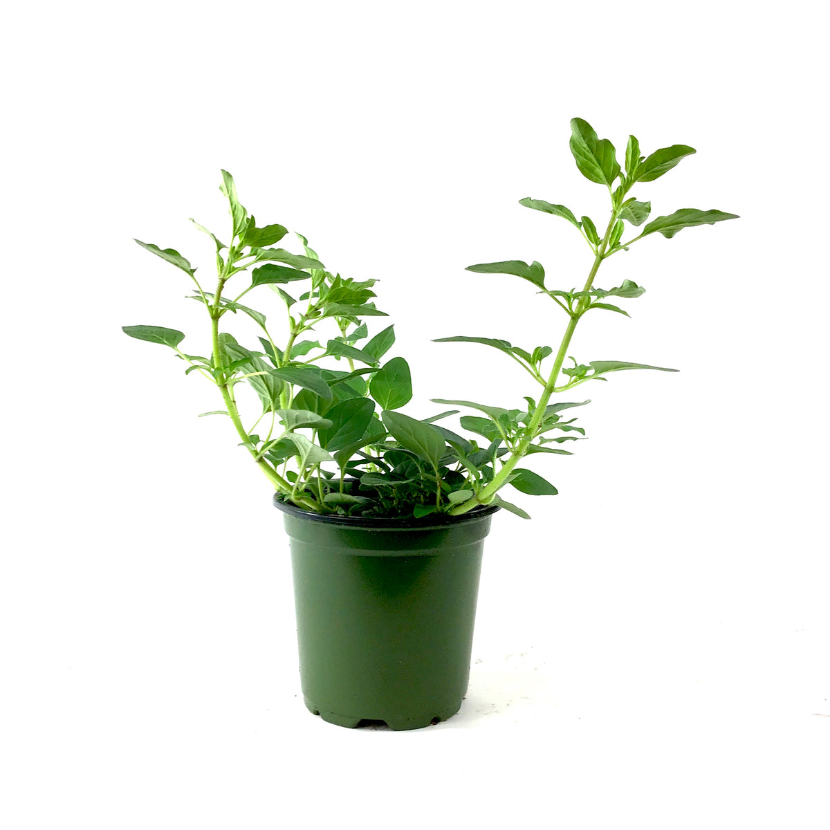 Herb, 4in, Oregano, Italian - Floral Acres Greenhouse & Garden Centre