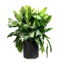 Load image into Gallery viewer, Aglaonema, 14in, Moonlight Bay - Floral Acres Greenhouse &amp; Garden Centre
