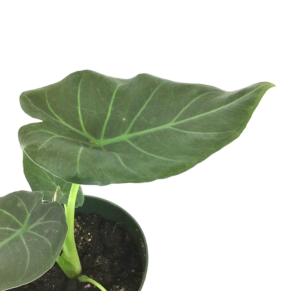 Alocasia, 6in, Regal Shields - Floral Acres Greenhouse & Garden Centre