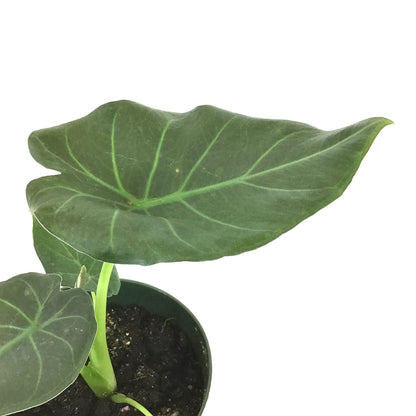 Alocasia, 6in, Regal Shields - Floral Acres Greenhouse & Garden Centre