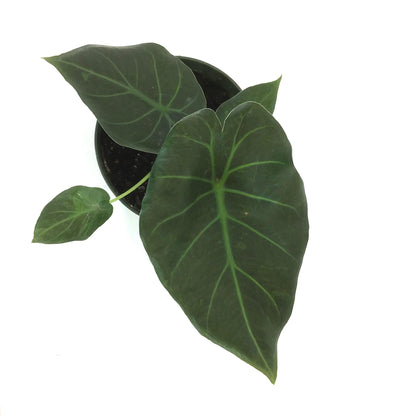 Alocasia, 6in, Regal Shields - Floral Acres Greenhouse & Garden Centre