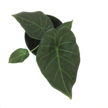 Load image into Gallery viewer, Alocasia, 6in, Regal Shields - Floral Acres Greenhouse &amp; Garden Centre
