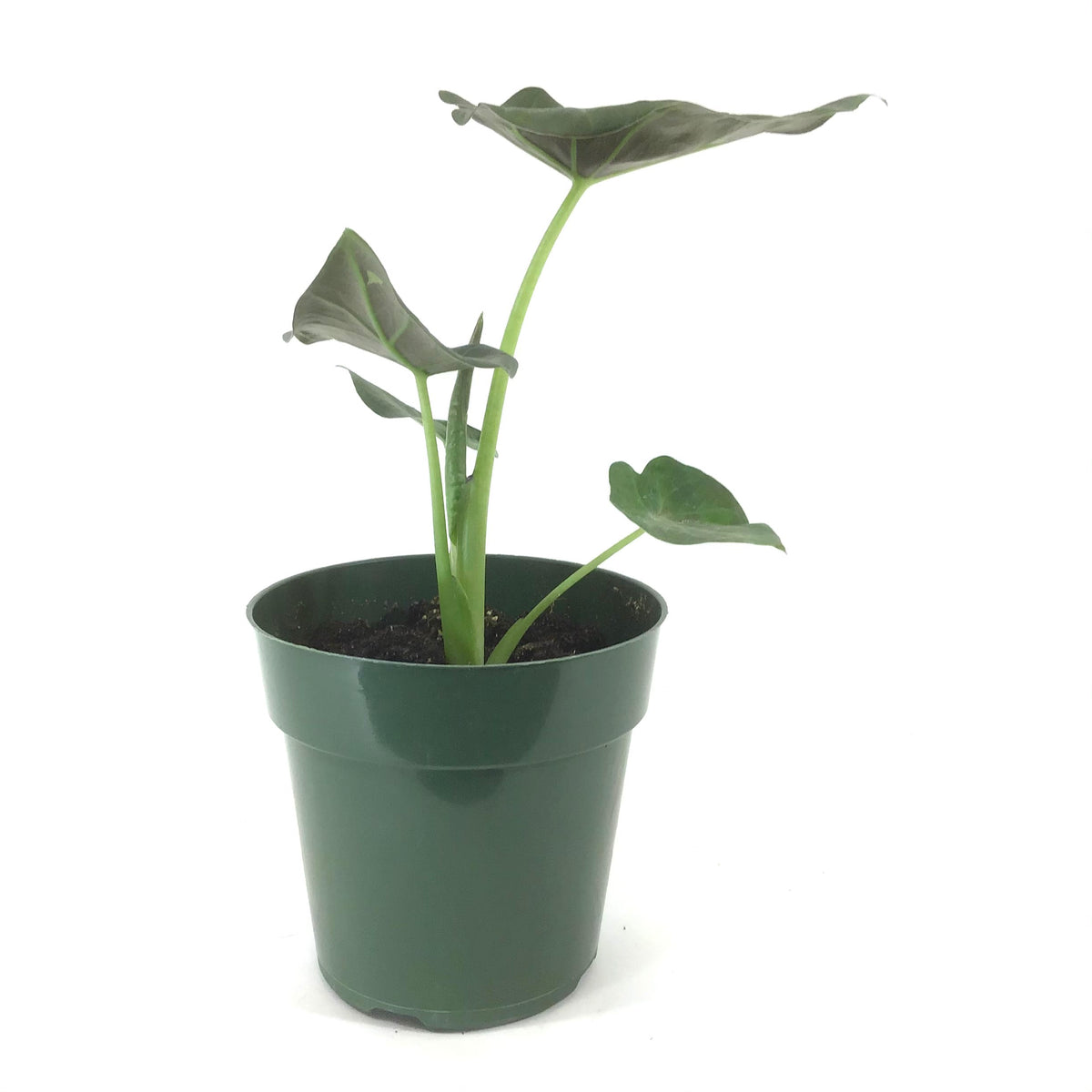 Alocasia, 6in, Regal Shields - Floral Acres Greenhouse & Garden Centre