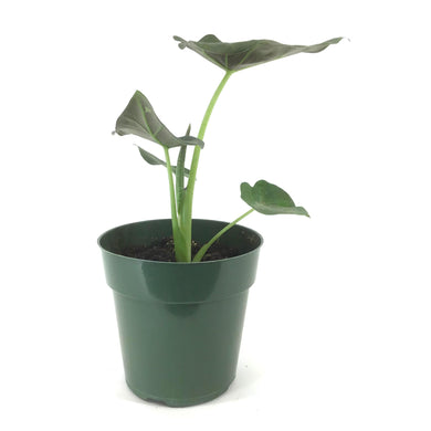 Alocasia, 6in, Regal Shields - Floral Acres Greenhouse & Garden Centre