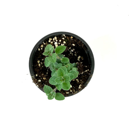 Herb, 4in, Oregano, Hot & Spicy