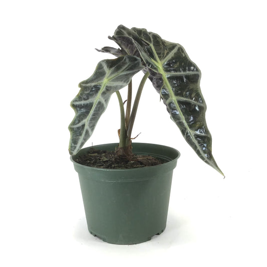Alocasia, 6in, Polly - Floral Acres Greenhouse & Garden Centre