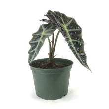 Load image into Gallery viewer, Alocasia, 6in, Polly - Floral Acres Greenhouse &amp; Garden Centre
