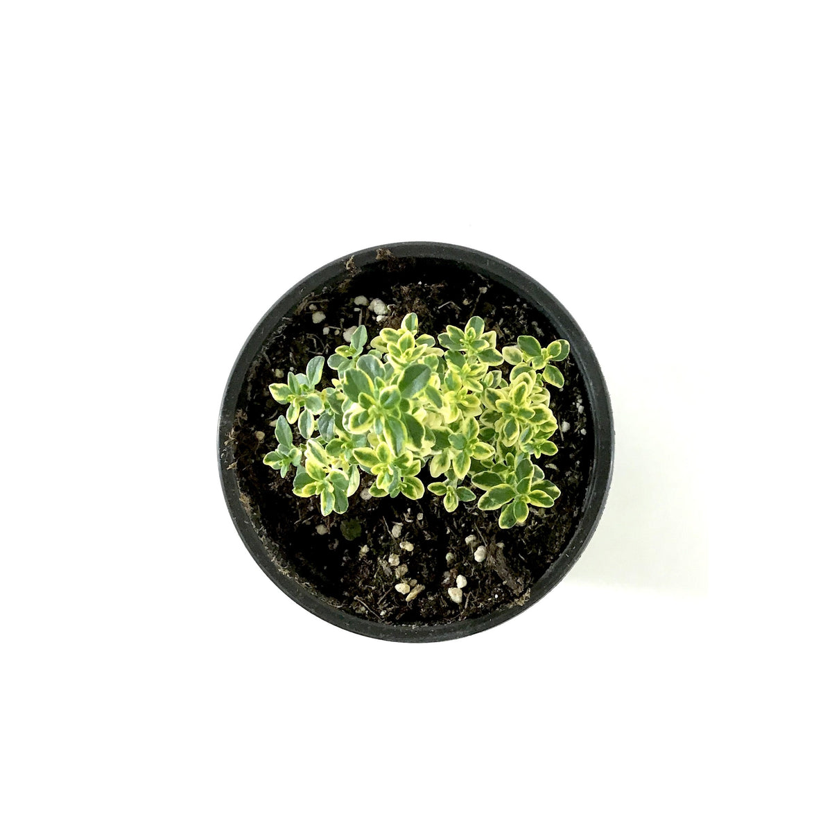 Herb, 4in, Thyme, Golden Lemon - Floral Acres Greenhouse & Garden Centre