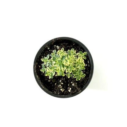 Herb, 4in, Thyme, Golden Lemon - Floral Acres Greenhouse & Garden Centre