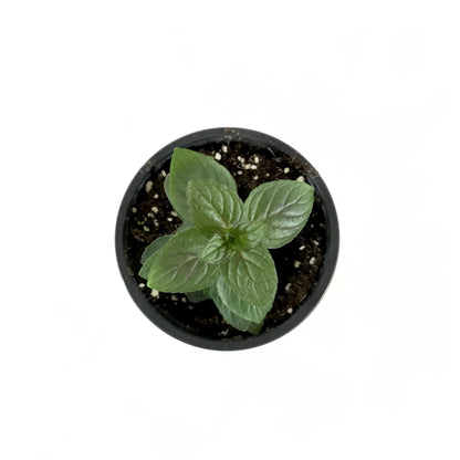 Herb, 4in, Mint, Chocolate - Floral Acres Greenhouse & Garden Centre