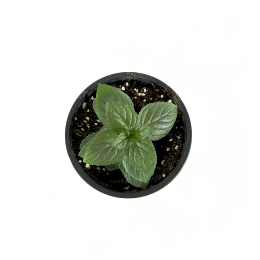 Herb, 4in, Mint, Chocolate - Floral Acres Greenhouse & Garden Centre