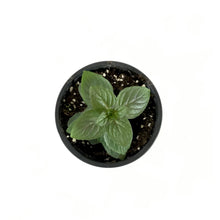Load image into Gallery viewer, Herb, 4in, Mint, Chocolate - Floral Acres Greenhouse &amp; Garden Centre
