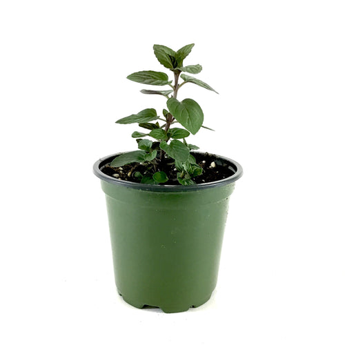 Herb, 4in, Mint, Chocolate - Floral Acres Greenhouse & Garden Centre
