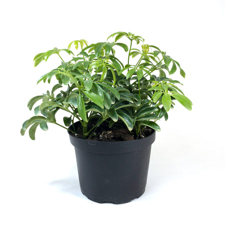 Schefflera, 6in, Arboricola Green Mini