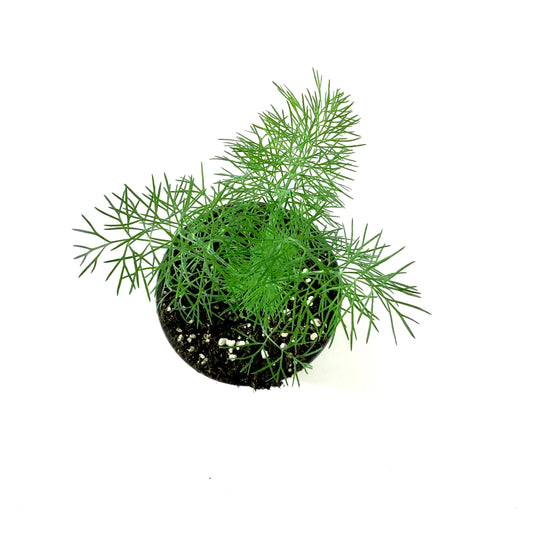 Herb, 4in, Dill, Dwarf Fernleaf - Floral Acres Greenhouse & Garden Centre