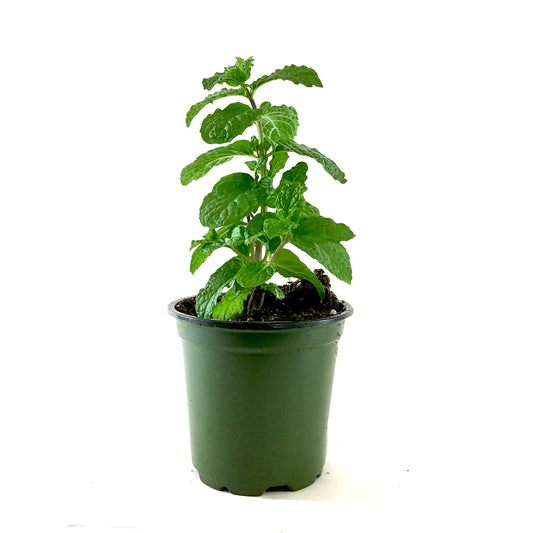 Herb, 4in, Mint, Mojito - Floral Acres Greenhouse & Garden Centre