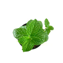 Load image into Gallery viewer, Herb, 4in, Mint, Mojito - Floral Acres Greenhouse &amp; Garden Centre
