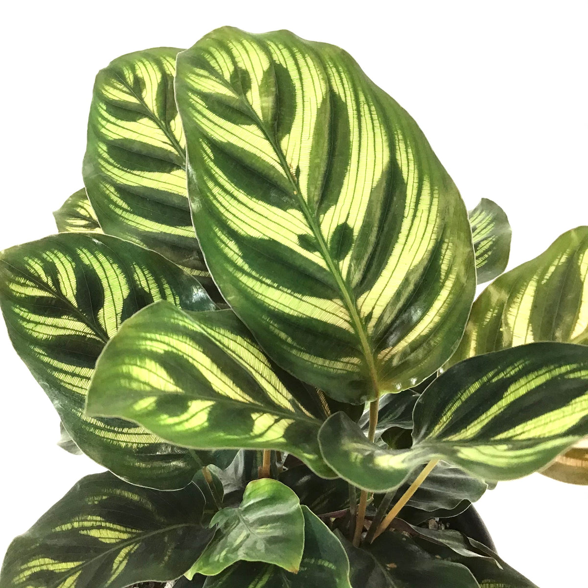 Calathea, 6in, Makoyana - Floral Acres Greenhouse & Garden Centre