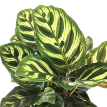 Load image into Gallery viewer, Calathea, 6in, Makoyana - Floral Acres Greenhouse &amp; Garden Centre
