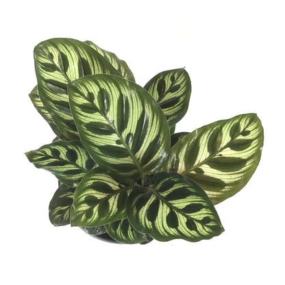 Calathea, 6in, Makoyana - Floral Acres Greenhouse & Garden Centre