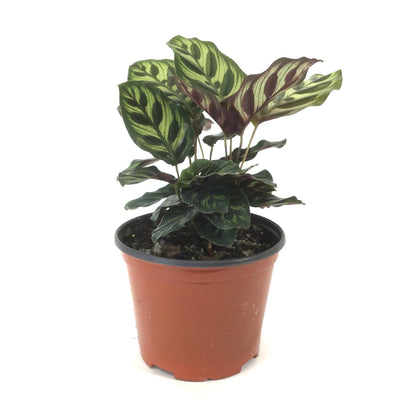 Calathea, 6in, Makoyana - Floral Acres Greenhouse & Garden Centre