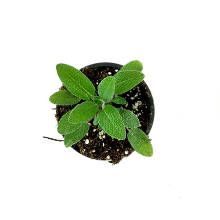Herb, 4in, Sage, Grower's Friend - Floral Acres Greenhouse & Garden Centre