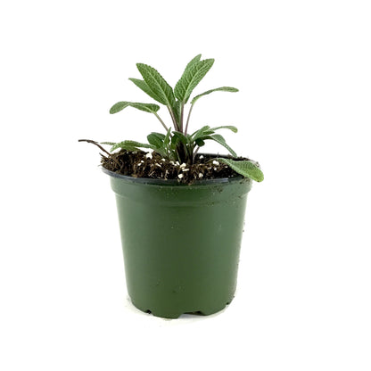 Herb, 4in, Sage, Grower's Friend - Floral Acres Greenhouse & Garden Centre