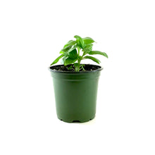 Load image into Gallery viewer, Herb, 4in, Basil, Dolce Fresca - Floral Acres Greenhouse &amp; Garden Centre
