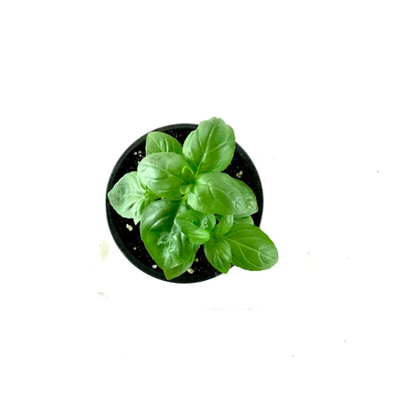 Herb, 4in, Basil, Dolce Fresca - Floral Acres Greenhouse & Garden Centre