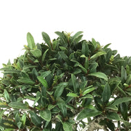 Bonsai, 6in, Eugenia Globulus - Floral Acres Greenhouse & Garden Centre