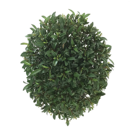 Bonsai, 6in, Eugenia Globulus - Floral Acres Greenhouse & Garden Centre