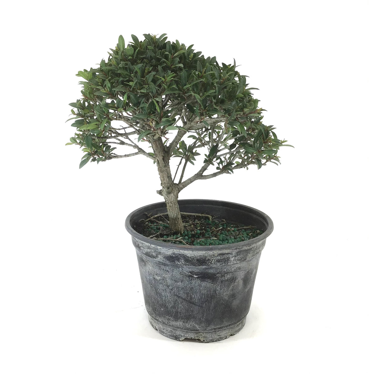 Bonsai, 6in, Eugenia Globulus - Floral Acres Greenhouse & Garden Centre