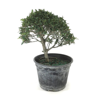 Bonsai, 6in, Eugenia Globulus - Floral Acres Greenhouse & Garden Centre
