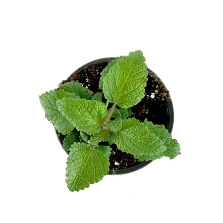 Herb, 4in, Lemon Balm - Floral Acres Greenhouse & Garden Centre