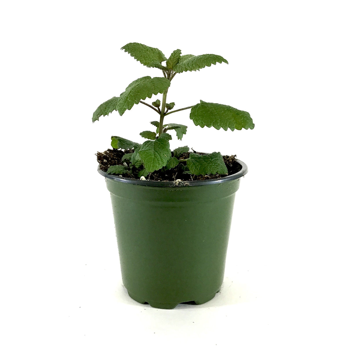 Herb, 4in, Lemon Balm - Floral Acres Greenhouse & Garden Centre