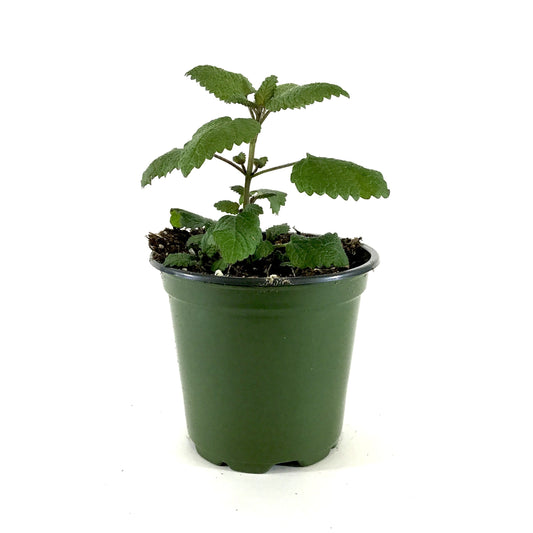 Herb, 4in, Lemon Balm - Floral Acres Greenhouse & Garden Centre