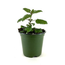 Load image into Gallery viewer, Herb, 4in, Lemon Balm - Floral Acres Greenhouse &amp; Garden Centre
