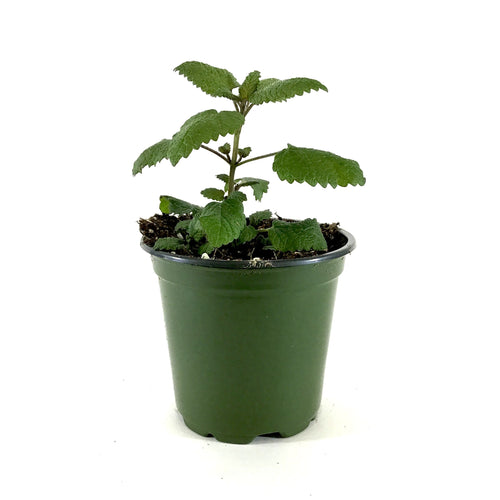 Herb, 4in, Lemon Balm - Floral Acres Greenhouse & Garden Centre