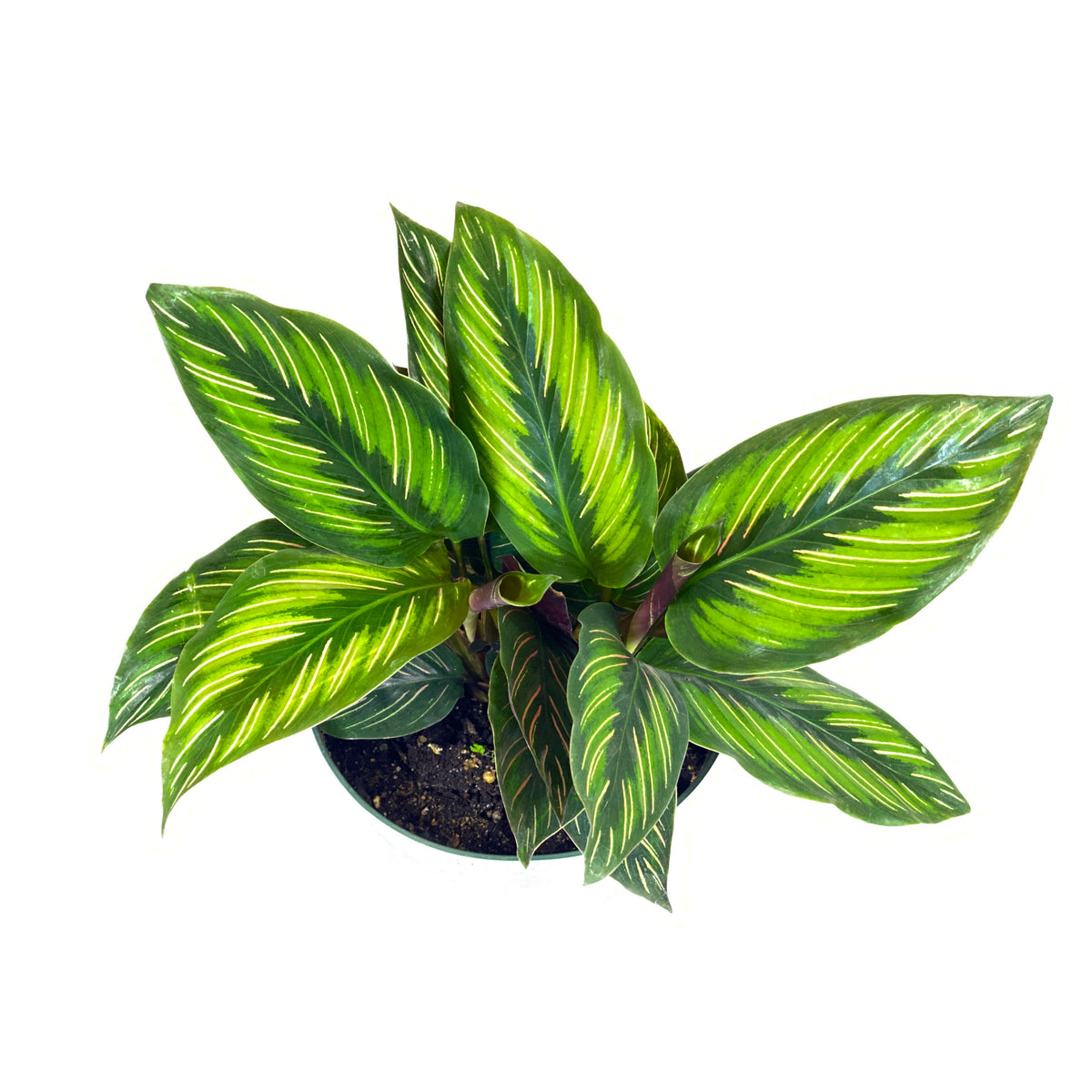 Calathea, 6in, Beauty Star - Floral Acres Greenhouse & Garden Centre