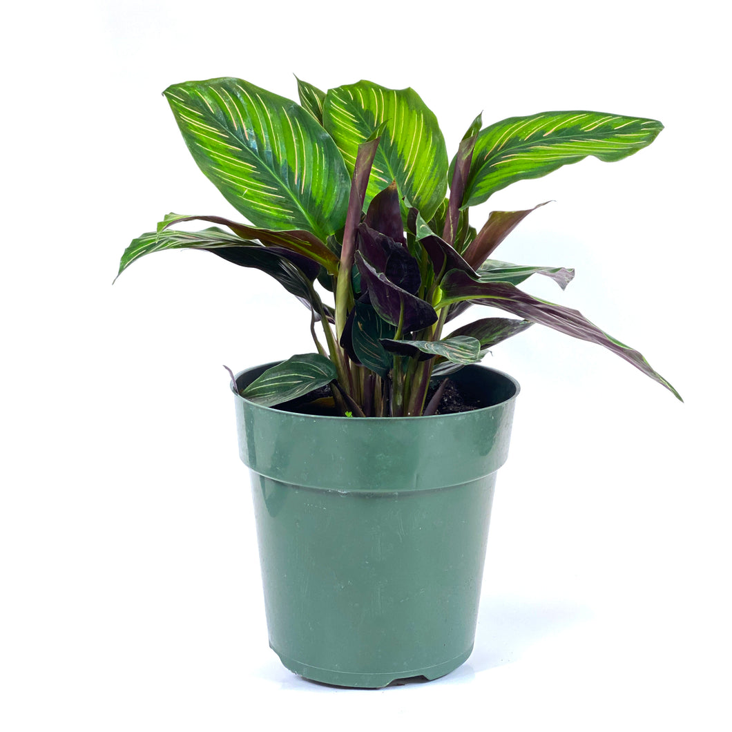 Calathea, 6in, Beauty Star - Floral Acres Greenhouse & Garden Centre