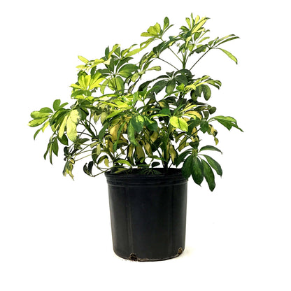 Schefflera, 10in, Arboricola Trinette