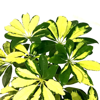 Schefflera, 10in, Arboricola Trinette